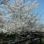 そら お花見行きましたか? スパーク日本橋