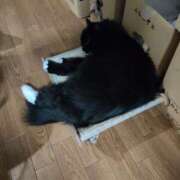 ヒメ日記 2025/11/04 23:50 投稿 もな 丸妻 池袋店