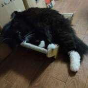 ヒメ日記 2025/11/27 15:18 投稿 もな 丸妻 池袋店