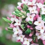 美鈴（みすず） 春は好き、でも花粉が苦手 不倫快感