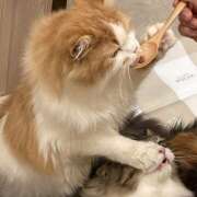 ヒメ日記 2025/10/27 15:29 投稿 ゆり 神田はっち