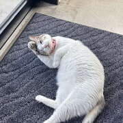 ヒメ日記 2025/11/06 23:21 投稿 ゆり 神田はっち