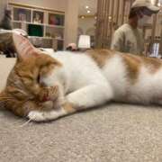 ゆり お休みです😭 神田はっち