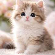 ヒメ日記 2026/04/06 17:27 投稿 ゆり 神田はっち