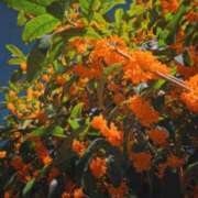 ヒメ日記 2025/11/02 07:25 投稿 すみれ プールサイド新橋店