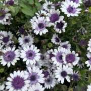 ヒメ日記 2026/03/01 12:07 投稿 MEGUMI 私はキャサリン