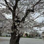 ヒメ日記 2026/04/02 09:51 投稿 モエ ミセスClub