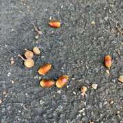 ヒメ日記 2025/11/14 15:19 投稿 ちさと 完全未経験のおっとり系！ ウエスト・コム