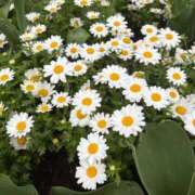 ヒメ日記 2026/04/06 12:25 投稿 ちさと 完全未経験のおっとり系！ ウエスト・コム