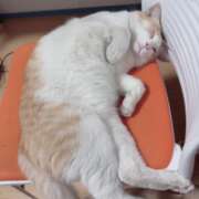 まゆ だんご🐈 熊谷人妻城