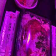 ヒメ日記 2025/10/27 09:38 投稿 とあ ロイヤルフラッシュ