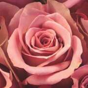 ヒメ日記 2025/12/13 16:45 投稿 森川つばき アラフォーna奥様 アラフィフna奥様（埼玉ハレ系）