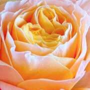 ヒメ日記 2026/02/05 05:55 投稿 森川つばき アラフォーna奥様 アラフィフna奥様（埼玉ハレ系）