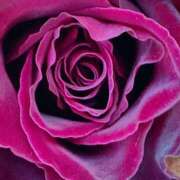 ヒメ日記 2026/02/05 12:31 投稿 森川つばき アラフォーna奥様 アラフィフna奥様（埼玉ハレ系）