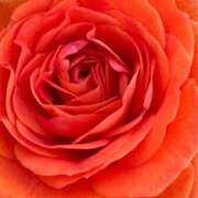 ヒメ日記 2026/02/23 17:15 投稿 森川つばき アラフォーna奥様 アラフィフna奥様（埼玉ハレ系）