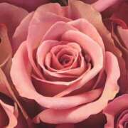 ヒメ日記 2026/02/27 17:15 投稿 森川つばき アラフォーna奥様 アラフィフna奥様（埼玉ハレ系）