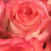 ヒメ日記 2026/03/19 08:30 投稿 森川つばき アラフォーna奥様 アラフィフna奥様（埼玉ハレ系）