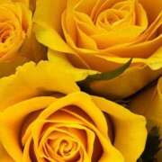 ヒメ日記 2026/03/20 08:18 投稿 森川つばき アラフォーna奥様 アラフィフna奥様（埼玉ハレ系）