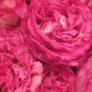 ヒメ日記 2026/04/03 08:48 投稿 森川つばき アラフォーna奥様 アラフィフna奥様（埼玉ハレ系）