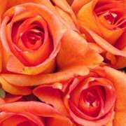 森川つばき BTSが久しぶりに日本でライブ🎤🎵 アラフォーna奥様 アラフィフna奥様（埼玉ハレ系）