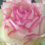 ヒメ日記 2026/04/24 06:04 投稿 森川つばき アラフォーna奥様 アラフィフna奥様（埼玉ハレ系）