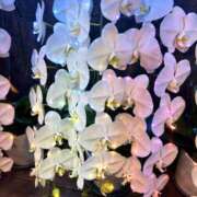 ヒメ日記 2026/05/13 13:06 投稿 森川つばき アラフォーna奥様 アラフィフna奥様（埼玉ハレ系）