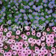 ヒメ日記 2025/11/14 18:30 投稿 りお 丸妻 厚木店