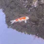 ヒメ日記 2026/02/17 12:17 投稿 もも★潮吹き確定！妖艶美女★ Bell～S級美女お姉様・人妻デリヘル～