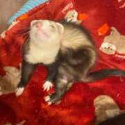 ヒメ日記 2025/11/19 08:32 投稿 わか 池袋夢幻