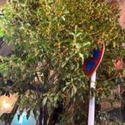 ヒメ日記 2025/11/11 09:05 投稿 そら 石庭