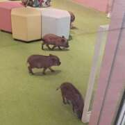 ヒメ日記 2025/12/12 10:50 投稿 宝山望 五十路マダム静岡店（カサブランカG）