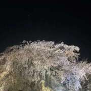 ヒメ日記 2026/04/04 12:57 投稿 よる 三つ乱本館