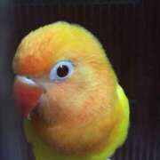 ヒメ日記 2025/11/11 07:44 投稿 美原咲子☆現役単体女優☆ Honey