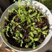 ヒメ日記 2025/11/12 17:14 投稿 美原咲子☆現役単体女優☆ Honey