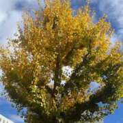 ヒメ日記 2025/11/29 12:04 投稿 美原咲子☆現役単体女優☆ Honey