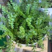 ヒメ日記 2025/11/30 14:34 投稿 美原咲子☆現役単体女優☆ Honey