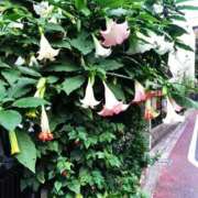 美原咲子☆現役単体女優☆ これ知ってる？ Honey