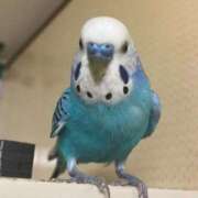 ヒメ日記 2025/12/09 09:14 投稿 美原咲子☆現役単体女優☆ Honey