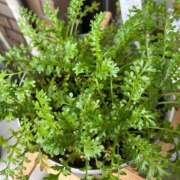 ヒメ日記 2025/12/14 11:54 投稿 美原咲子☆現役単体女優☆ Honey