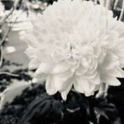 ヒメ日記 2026/03/03 13:56 投稿 丸世 渋谷人妻城