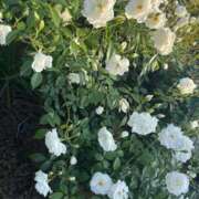 ヒメ日記 2026/03/09 08:17 投稿 かぐや ダイスキ