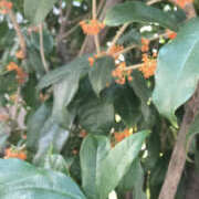 ヒメ日記 2025/10/28 17:48 投稿 みく ぽっちゃり熟女 ～バカラ～