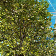 ヒメ日記 2025/11/03 22:08 投稿 みく ぽっちゃり熟女 ～バカラ～