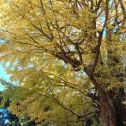 ヒメ日記 2025/12/08 12:42 投稿 みく ぽっちゃり熟女 ～バカラ～