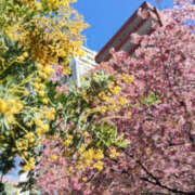 ヒメ日記 2026/03/08 20:08 投稿 みく ぽっちゃり熟女 ～バカラ～