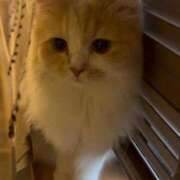 ヒメ日記 2026/03/11 00:34 投稿 紗倉せれん 手コキ研修塾