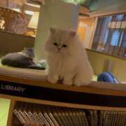 ヒメ日記 2026/03/31 22:54 投稿 紗倉せれん 手コキ研修塾