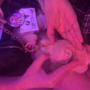 ヒメ日記 2026/02/11 21:01 投稿 ゆず ∞ (はっち)