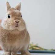 ヒメ日記 2026/04/01 22:32 投稿 りりな 奥様特急三条店