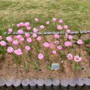 ヒメ日記 2026/06/04 10:35 投稿 りりな 奥様特急三条店